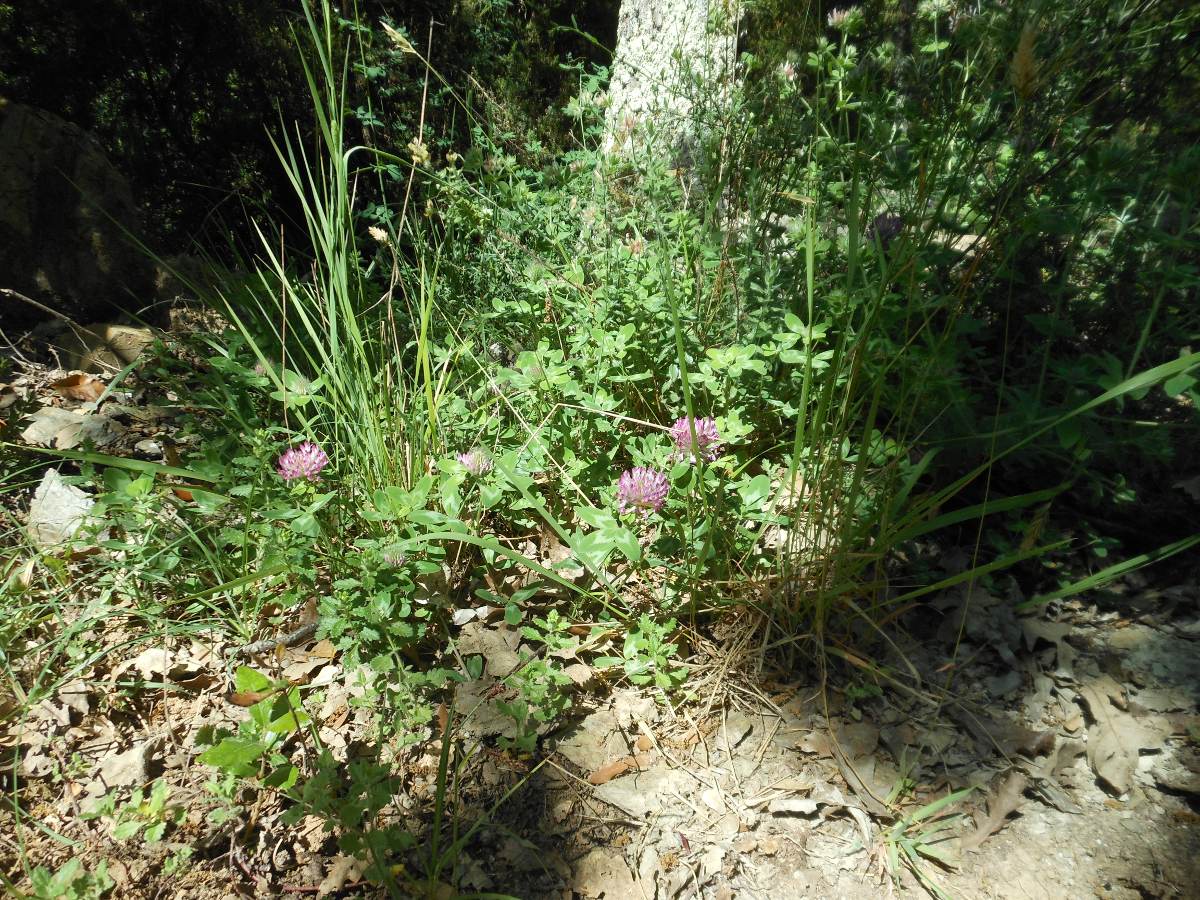Trifolium medium L. / Trifoglio medio